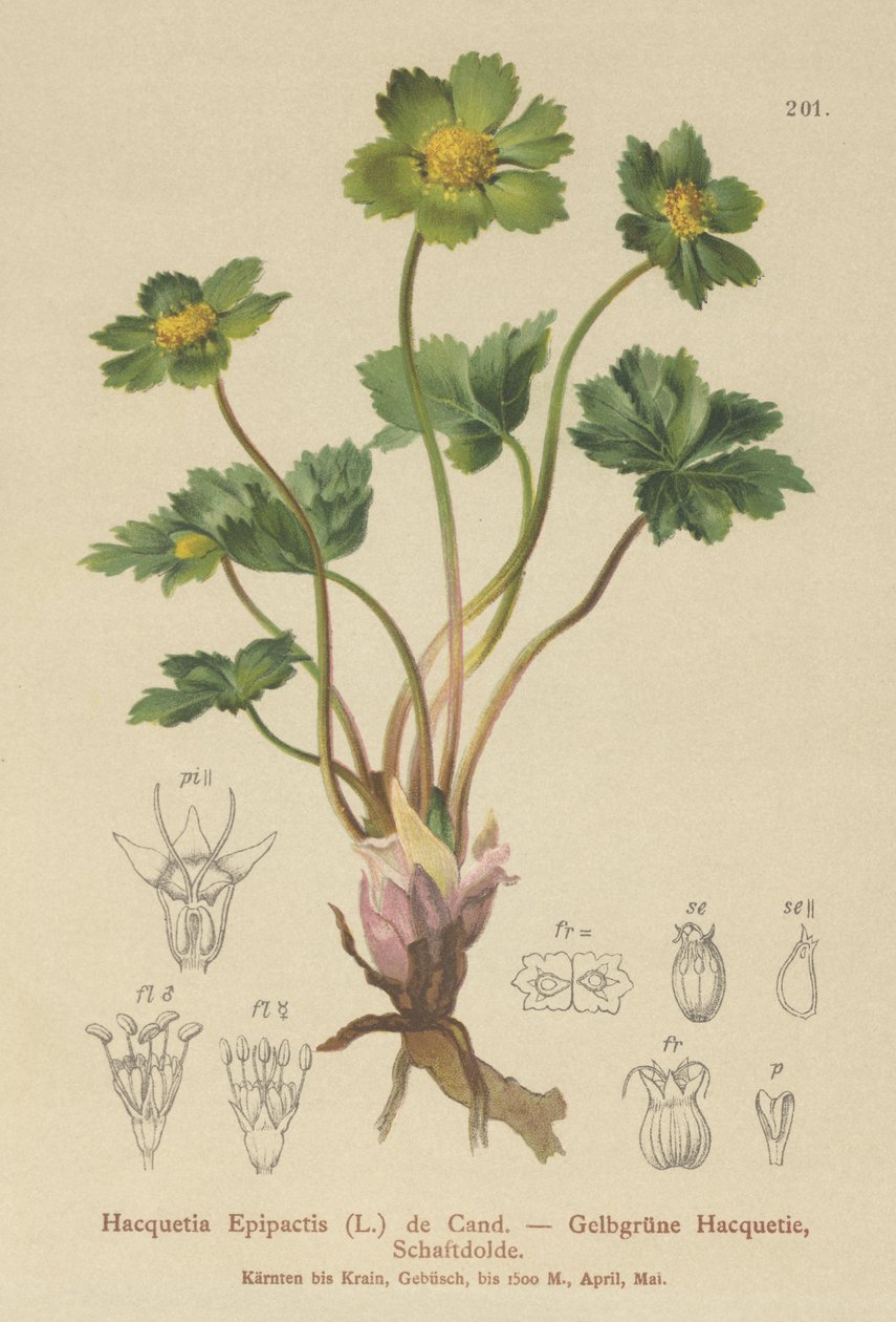 Hacquetia (Hacquetia Epipactis) by German School