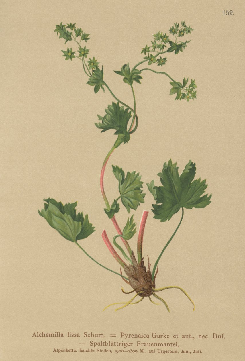 Tüysüz Ladys Manto (Alchemilla fissa, Alchemilla Pyrenaica) by German School