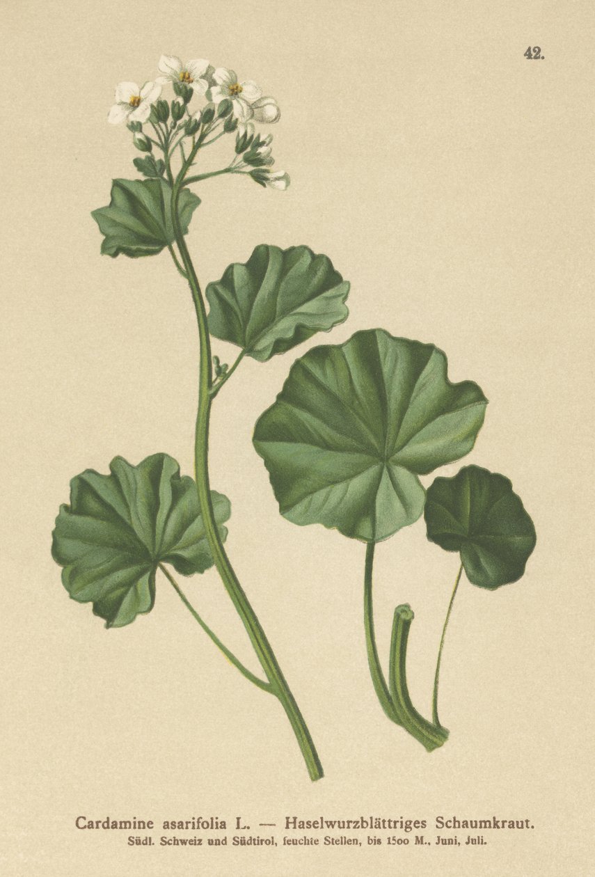 Tüylü Acı Tere (Kakule asarifolia) by German School