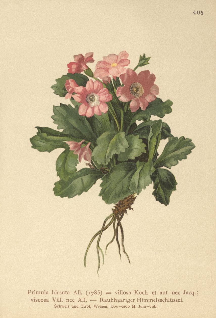 Tüylü Primrose (Primula hirsuta) by German School