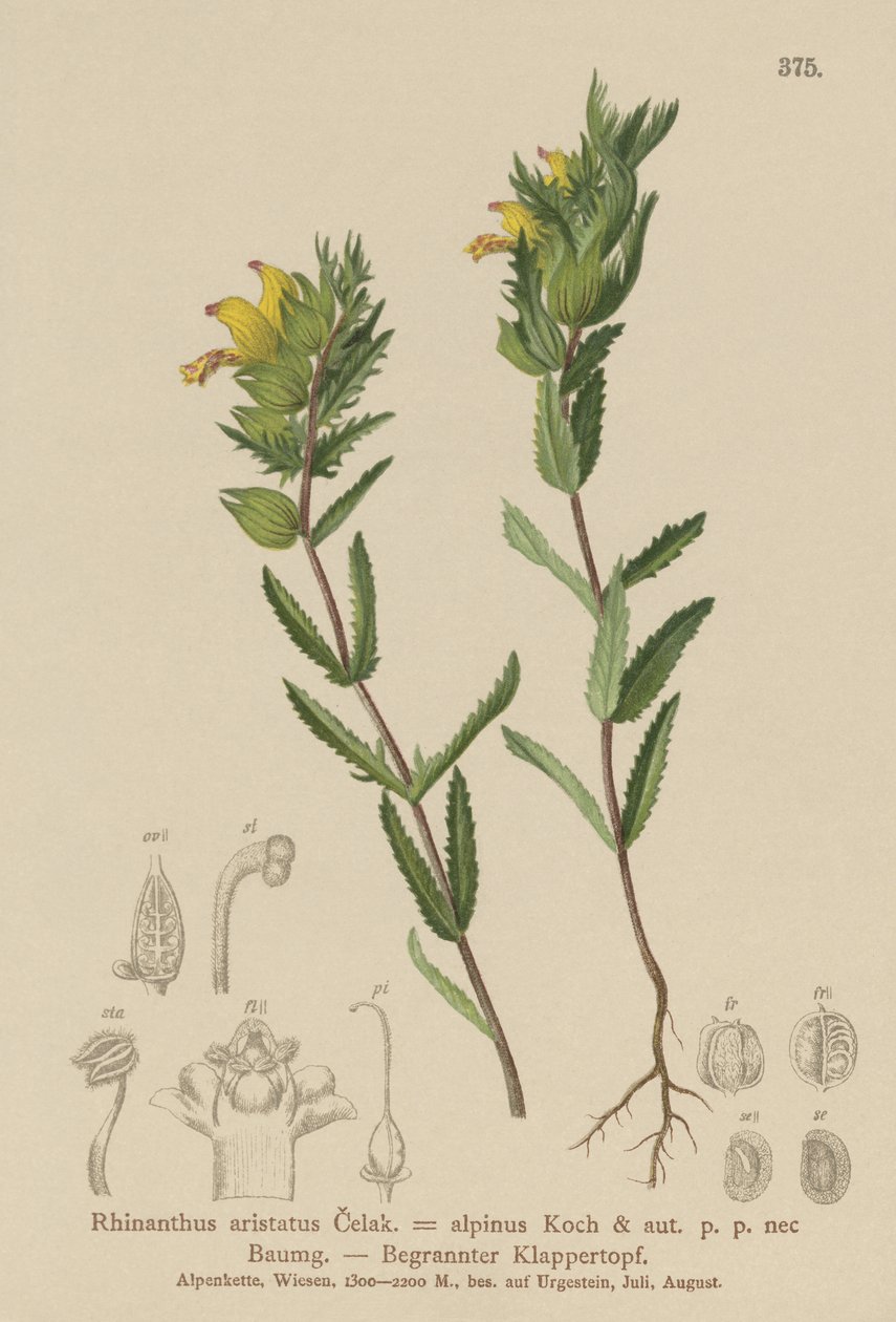 Tüylü Sarı Çıngırak (Rhinanthus aristatus, Rhinanthus alpinus) by German School