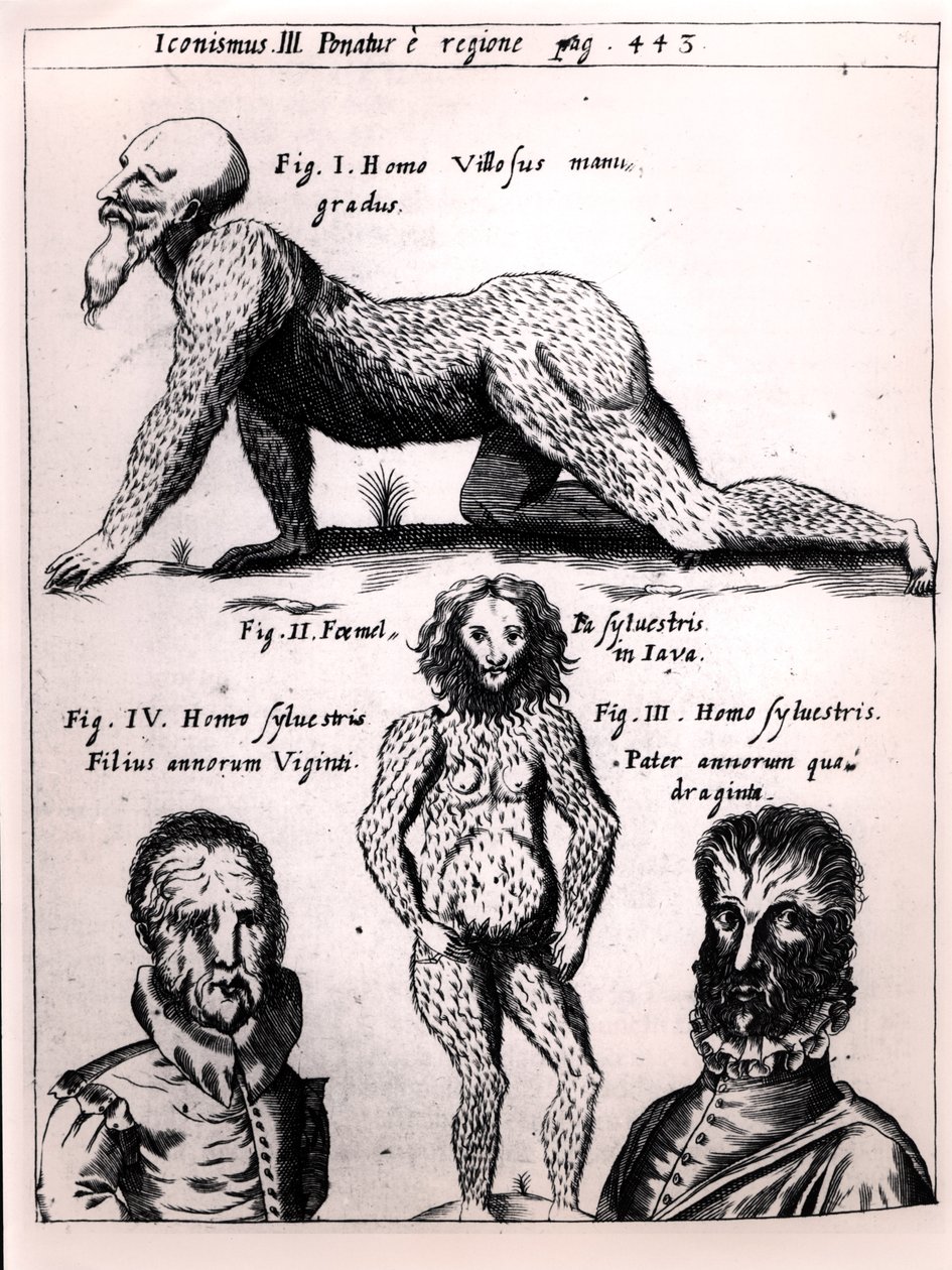 Kıllı adam ve Vahşi adam, Gaspar Schott