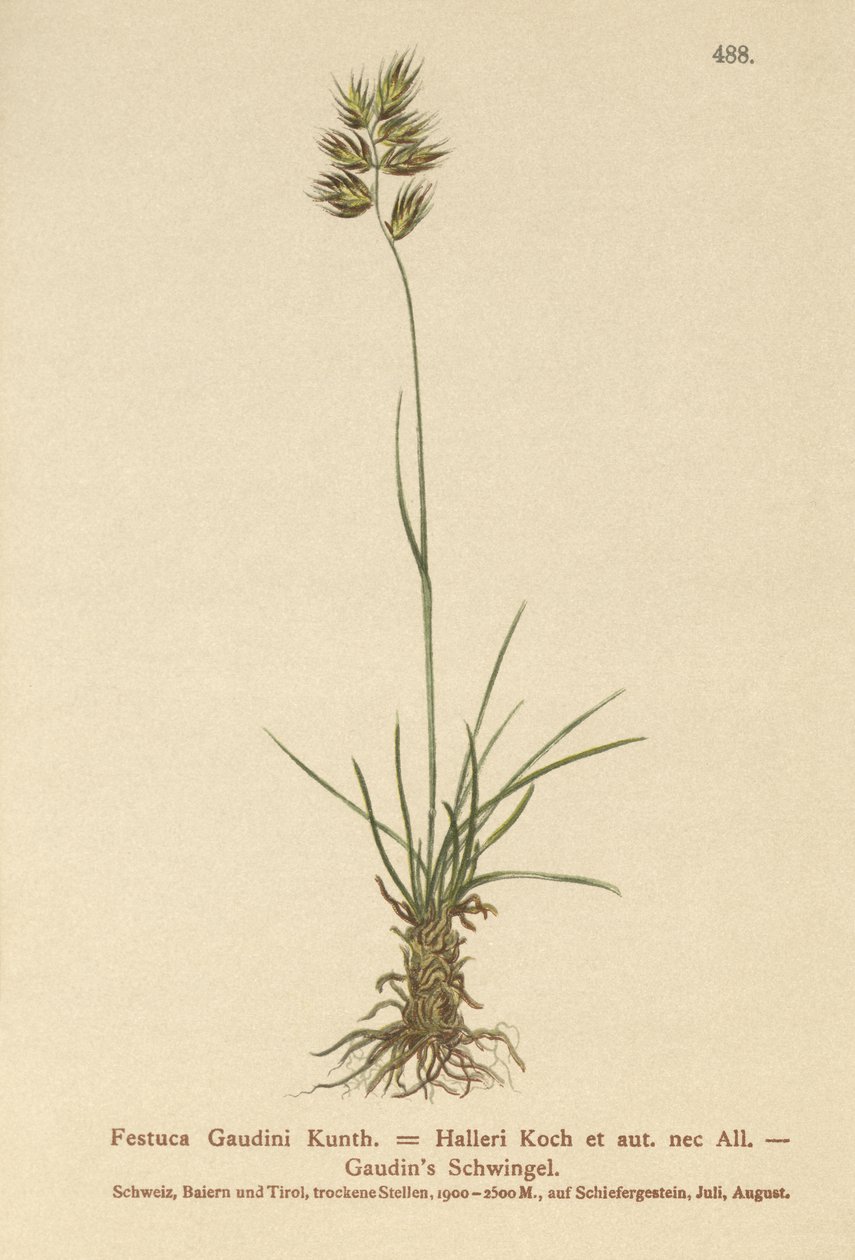 Haller Çayırı (Festuca Gaudini, Festuca Hallerie) by German School