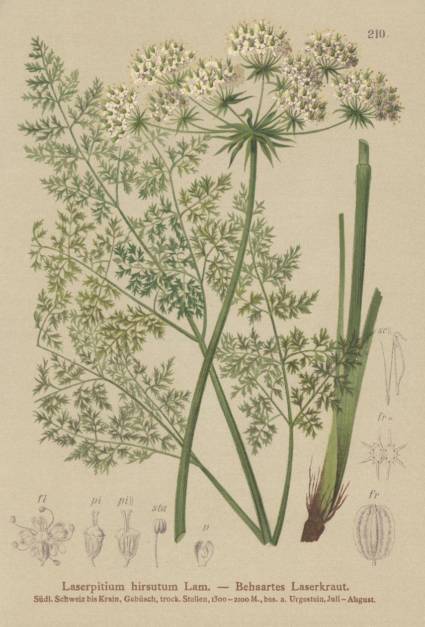 Hallers Sermountain (Laserpitium hirsutum, Laserpitium halleri, Laserpitium panax) by German School
