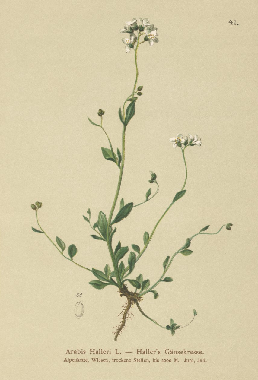 Hallers Wall-cress (Arabis Halleri) by German School