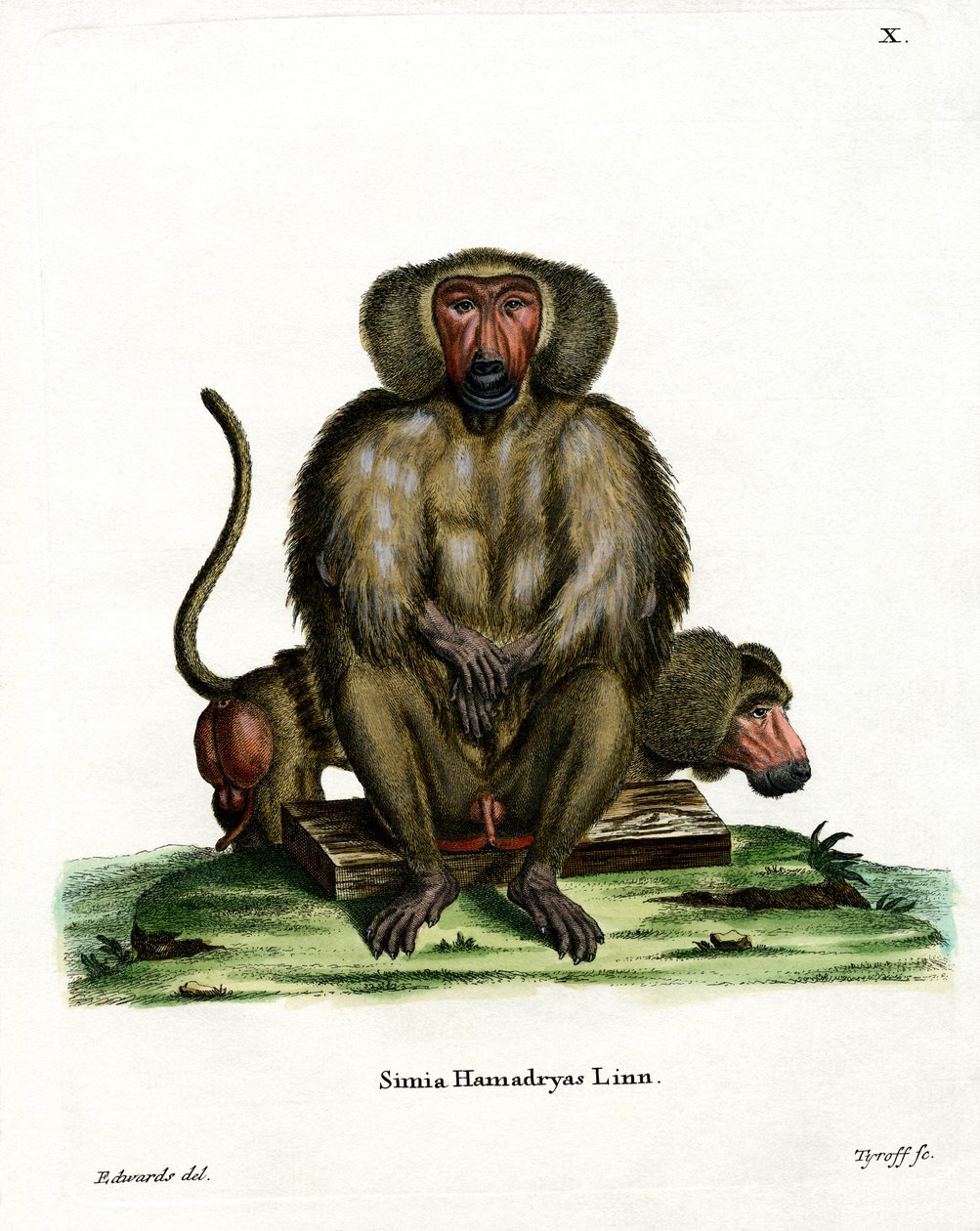 Hamadryas Babun (renkli gravür) by German School