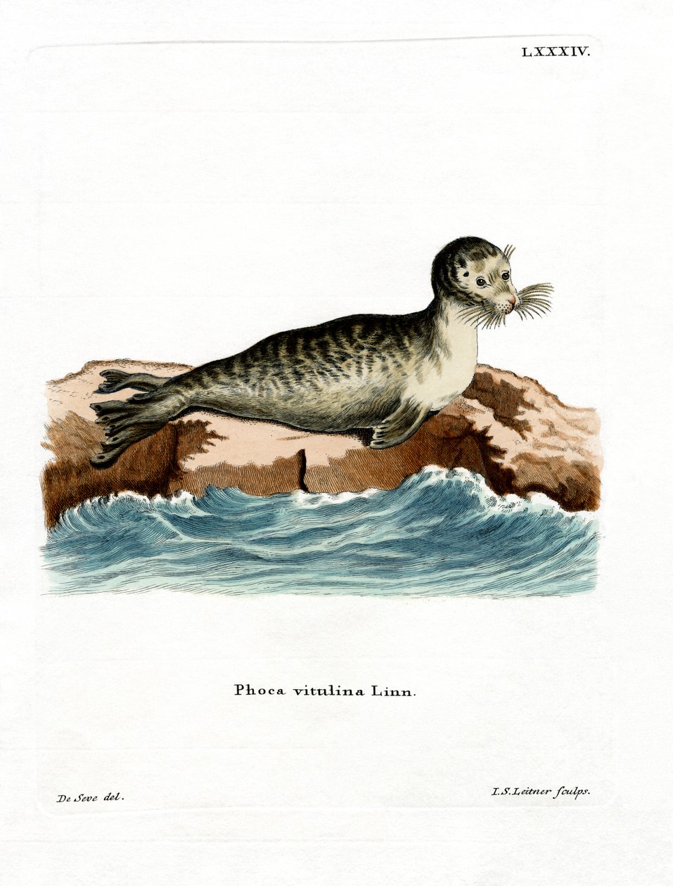Harbour Seal (renkli gravür) by German School