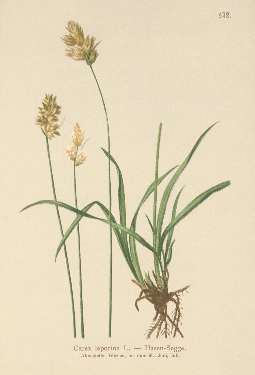 Tavşan Sazı (Carex leporina, Carex ovalis) by German School