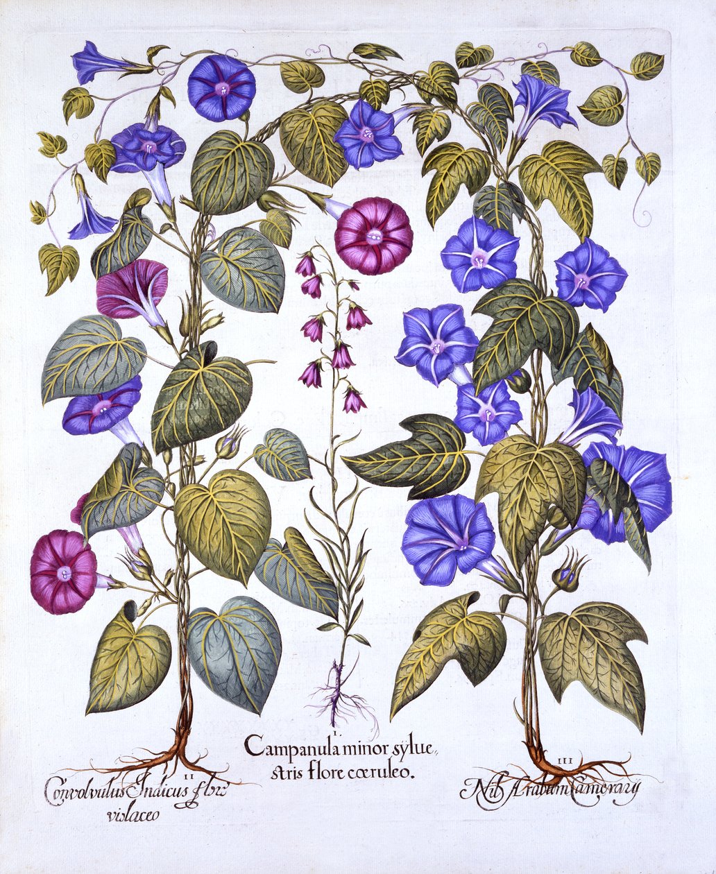 Harebell ve Convovulus, from Hortus Eystettensis, Basil Besler (1561-1629), yayın. 1613 (el renkli gravür) by German School