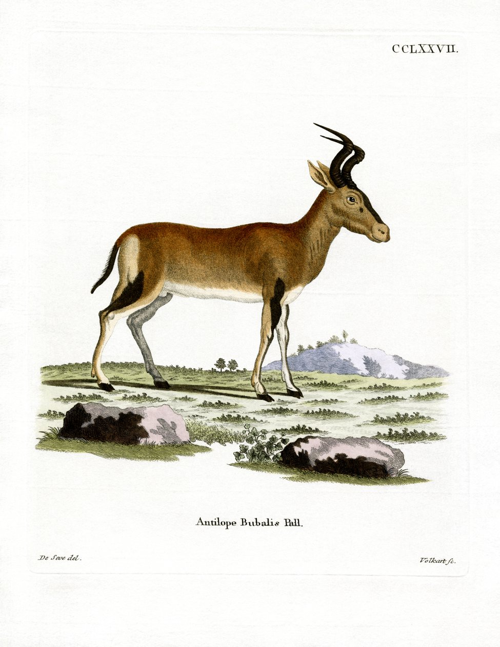 Hartebeest (renkli gravür) by German School