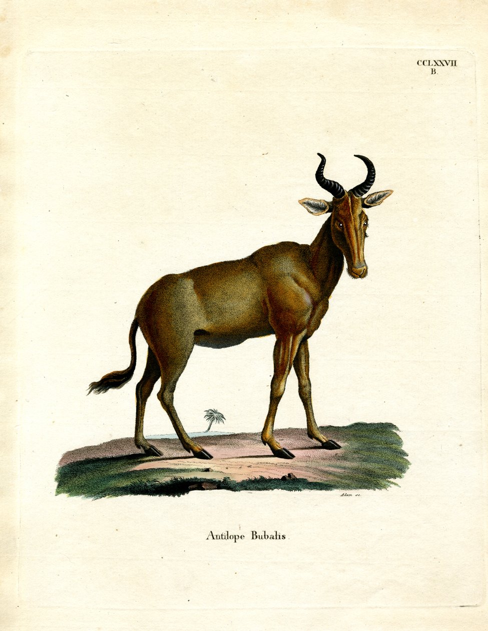 Hartebeest (renkli gravür) by German School
