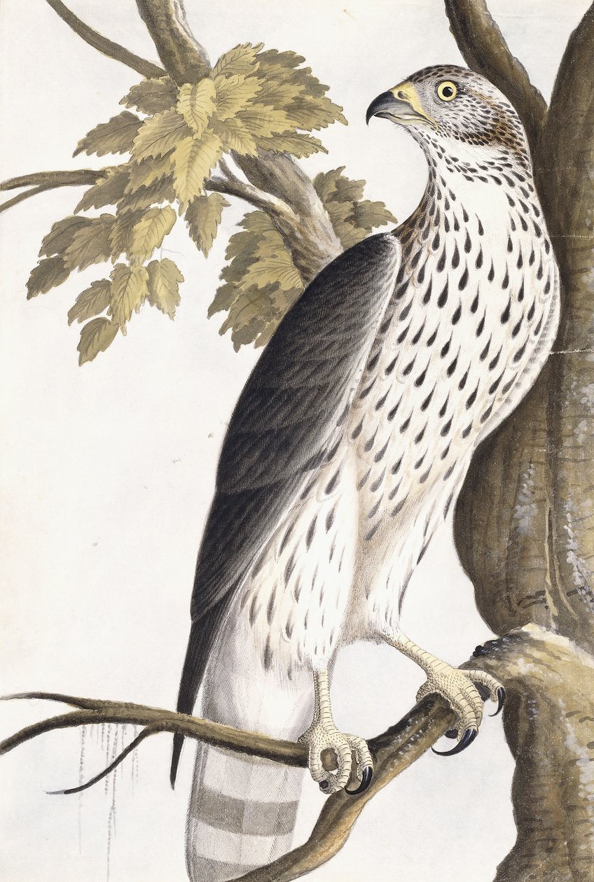 Şahin, 1750-1800 by German School