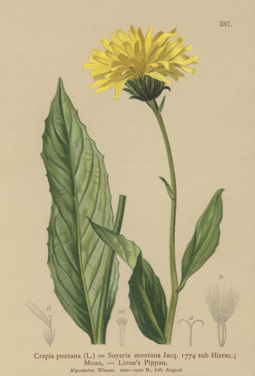 Şahin sakalı (Crepis bocconi, Crepis pontana, Crepis montana, Hieracium montanum, Soyeria montana) by German School