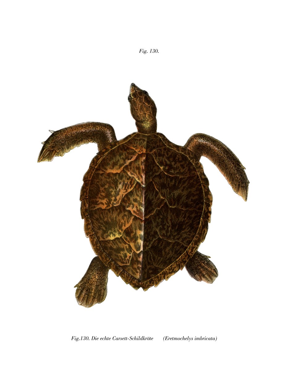 Hawksbill Kaplumbağa (renkli taş) by German School