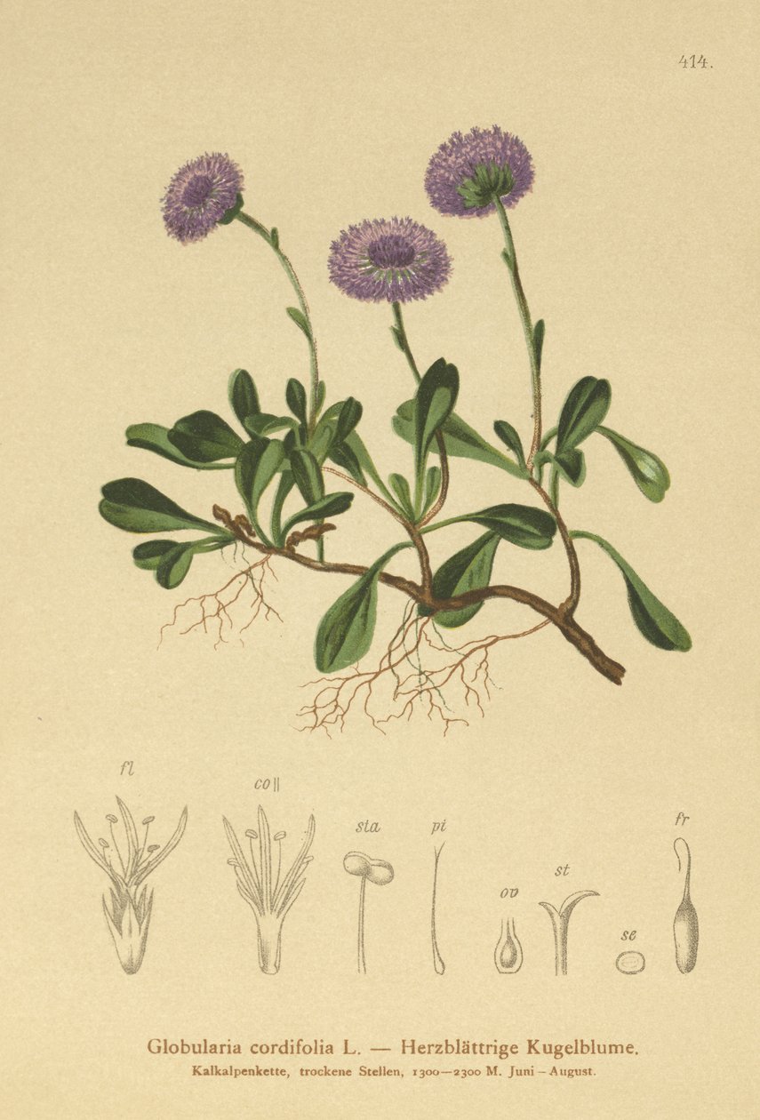 Kalp yapraklı Küre Papatya (Globularia cordifolia) by German School