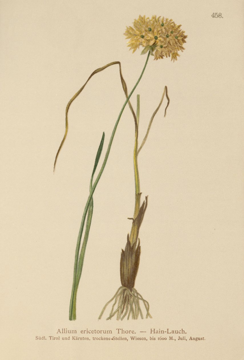 Heath Sarımsak (Allium ericetorum, Allium ambiguum, Allium graminifolium) by German School