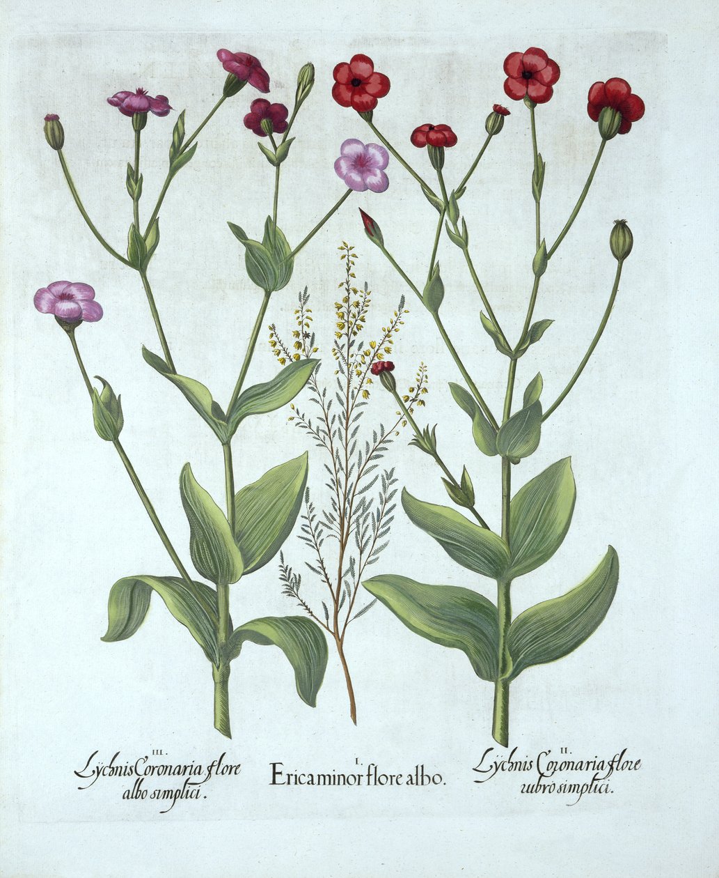 Heather ve Two Kinds of Lychnis, from Hortus Eystettensis, Basil Besler (1561-1629), pub. 1613 (el boyaması gravür) by German School
