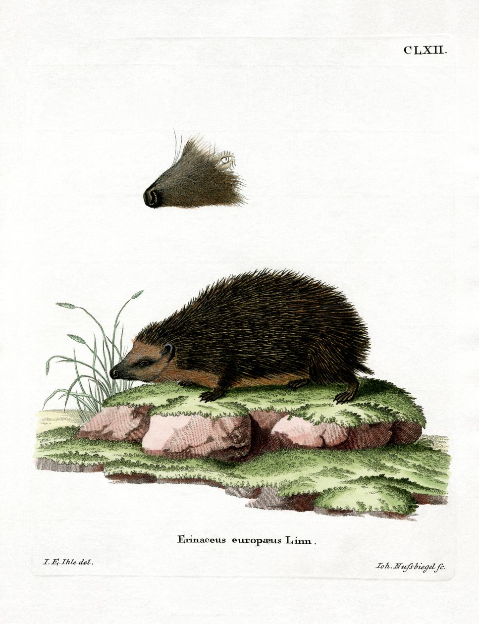 Kirpi (renkli gravür) by German School