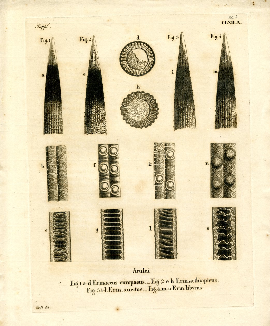 Kirpi Dikenleri (renkli gravür) by German School