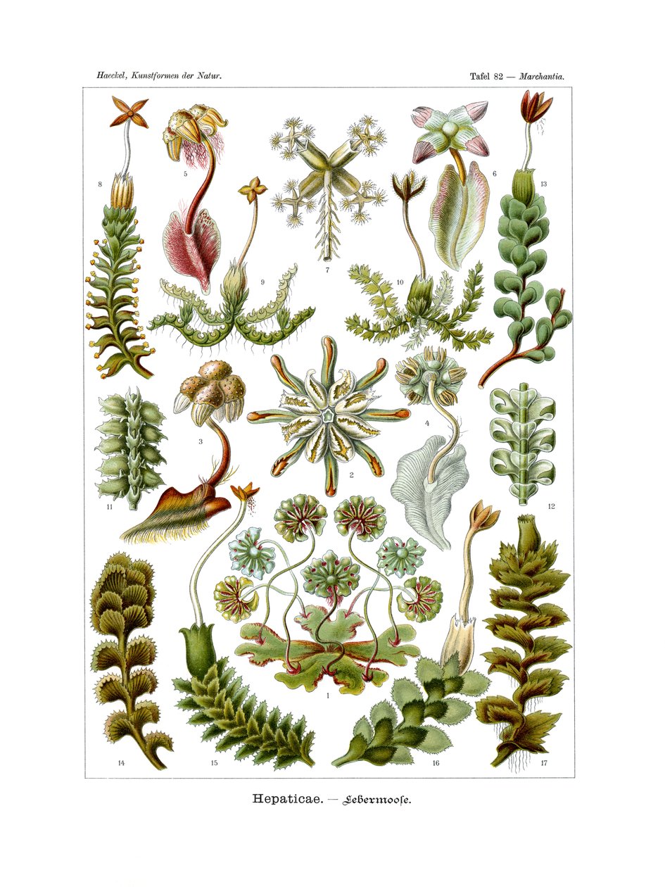 Hepatica, 1899-1904 by German School