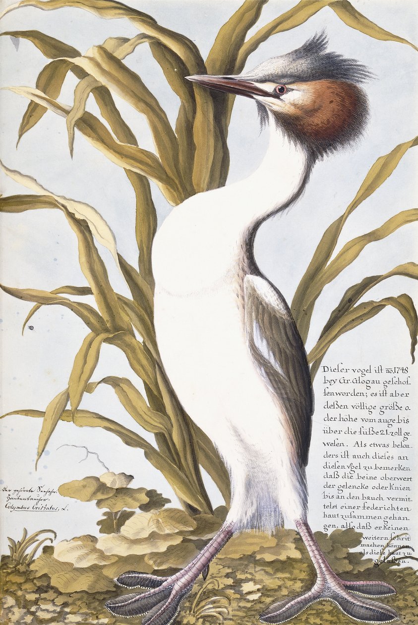 Balıkçıl, 1750-1800 by German School