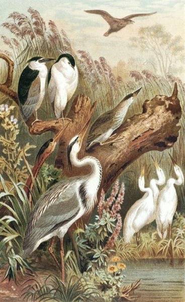 Heron, "Brehms Tierleben: Allgemeine Kunde des Tierreichs", cilt 6, s.483, Bibliographisches Institut tarafından yayınlanan plaka by German School