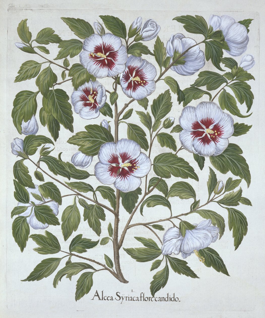 Hibiscus syriacus, Hortus Eystettensis