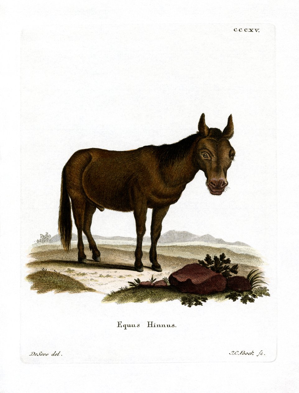 Hinny (renkli gravür) by German School