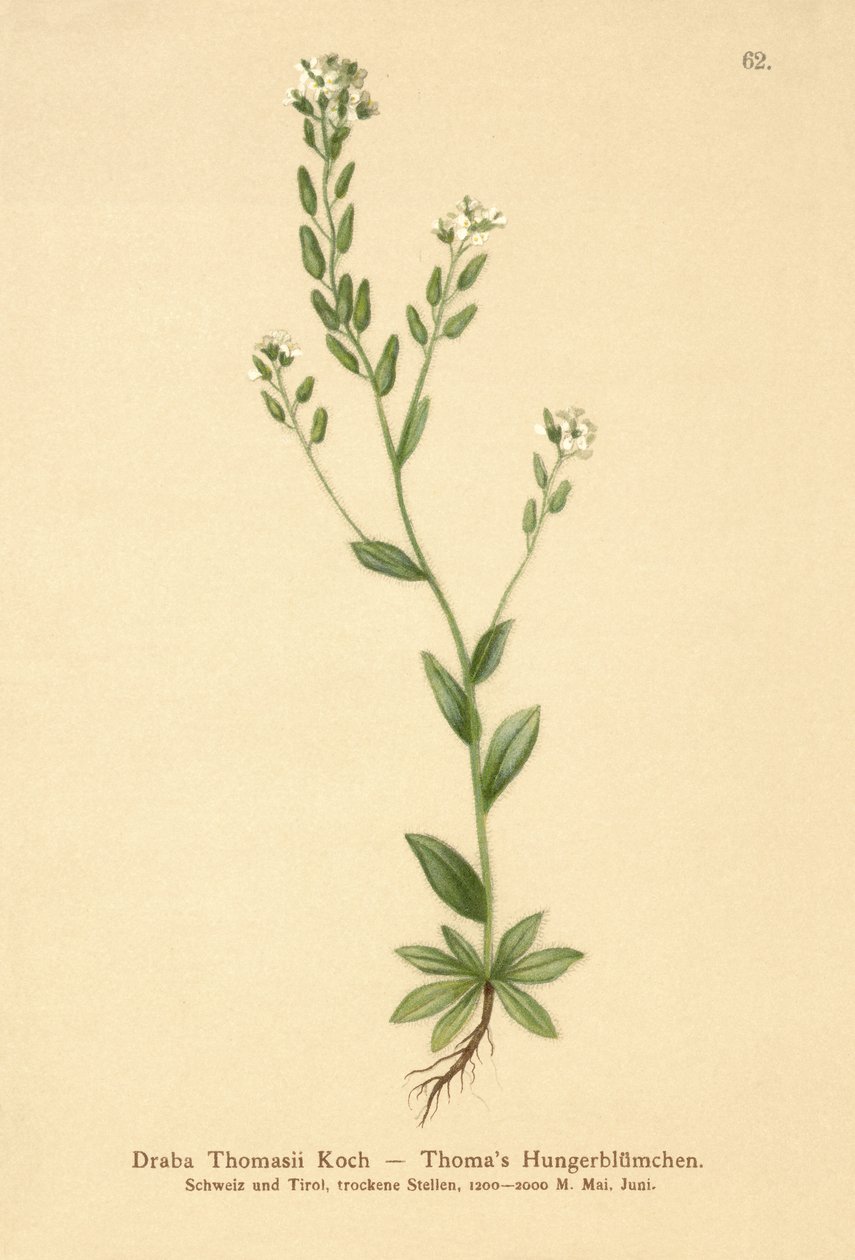 Ağarmış Whitlow-çim (Draba Thomasii) by German School