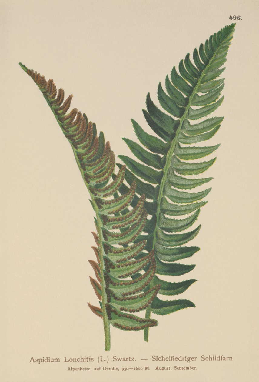 Holly eğrelti otu (Aspidium Lonchitis, Polystichum lonchitis) by German School