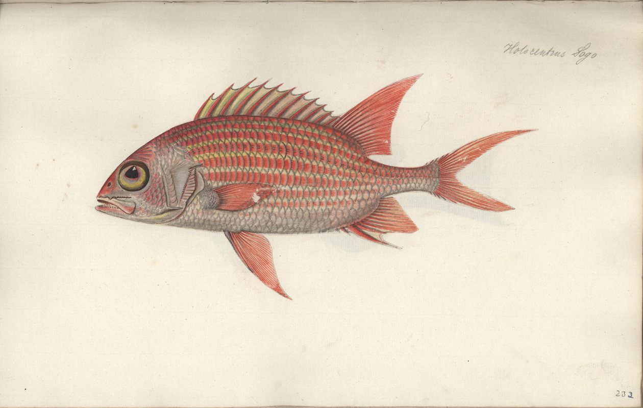 Holocentrus ascensionis, 1790