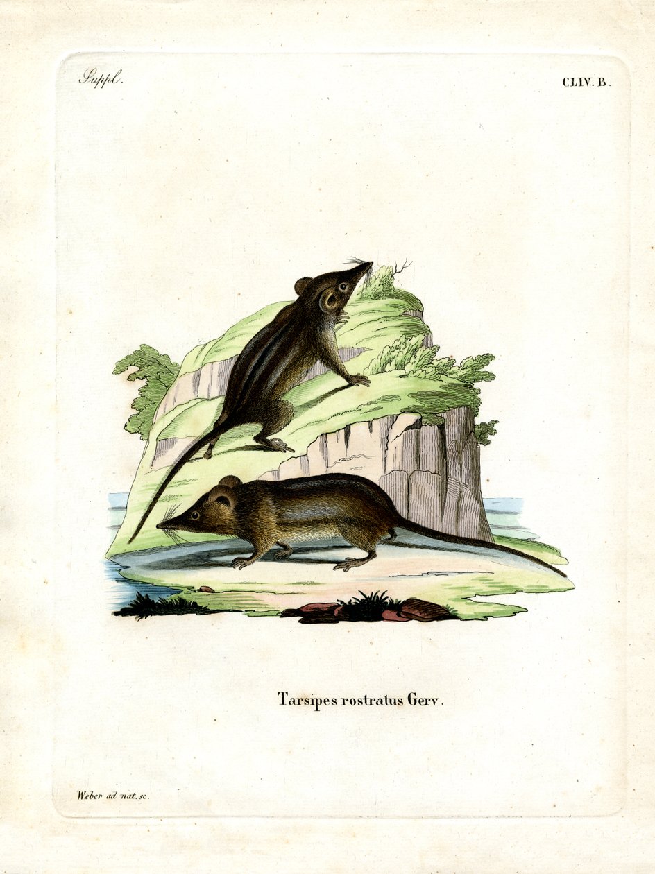Honey Possum (renkli gravür) by German School