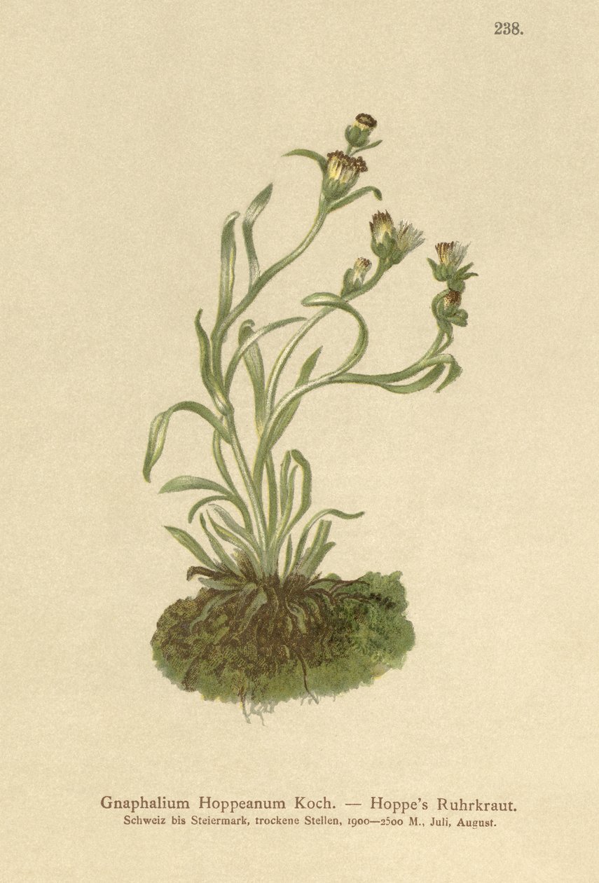 Coppweed Hoppe (Gnaphalium Hoppeanum, Omalotheca hoppeana) by German School