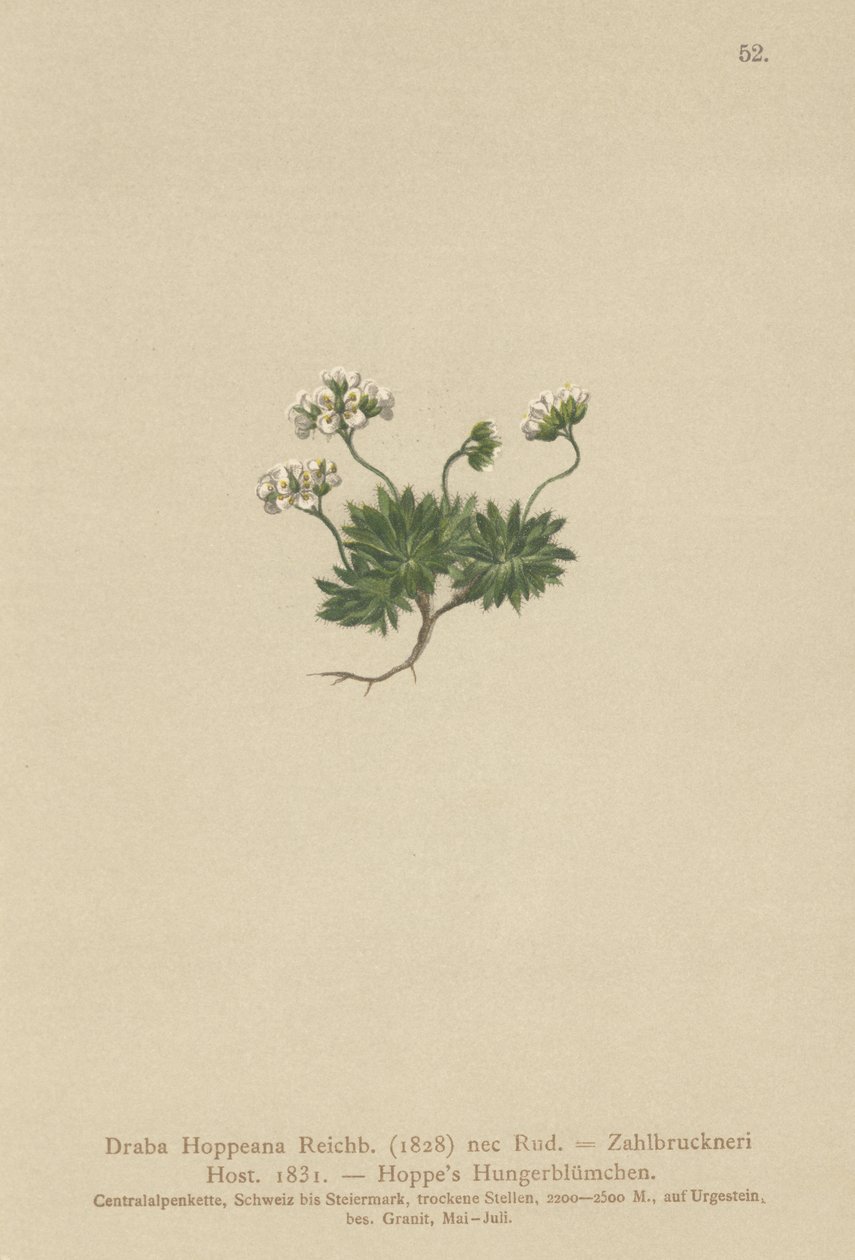 Hoppes Whitlow-ot (Draba Hoppeana, Draba Zahlbruckneri) by German School
