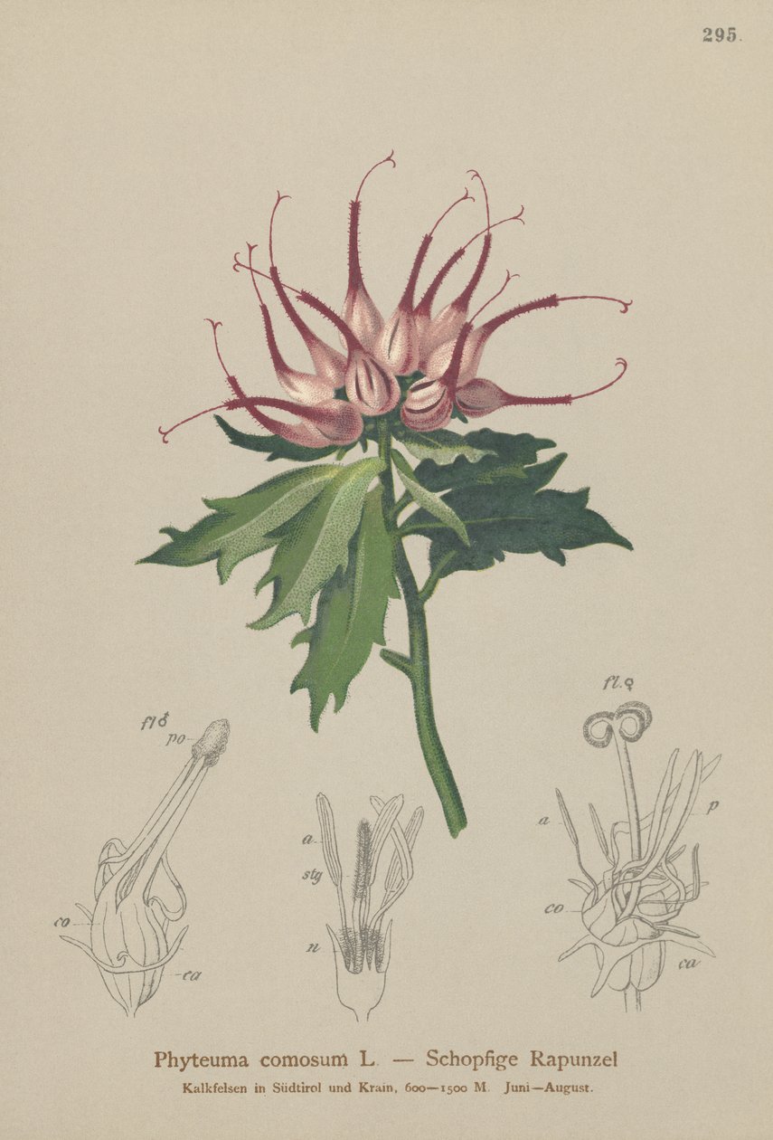 Boynuzlu Rampa (Phyteuma comosum, Physoplexis comosa, Syntoma comosum) by German School