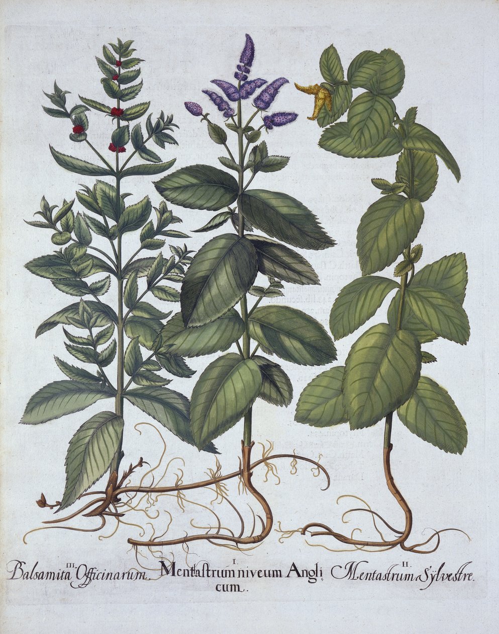 Horsemint and Spearmint, from Hortus Eystettensis, Basil Besler (1561-1629), pub. 1613 (el boyaması gravür) by German School
