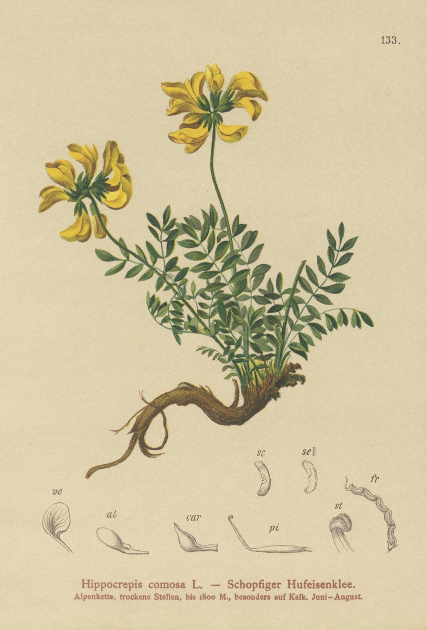 Nal Fiğ (Hipocrepis comosa) by German School
