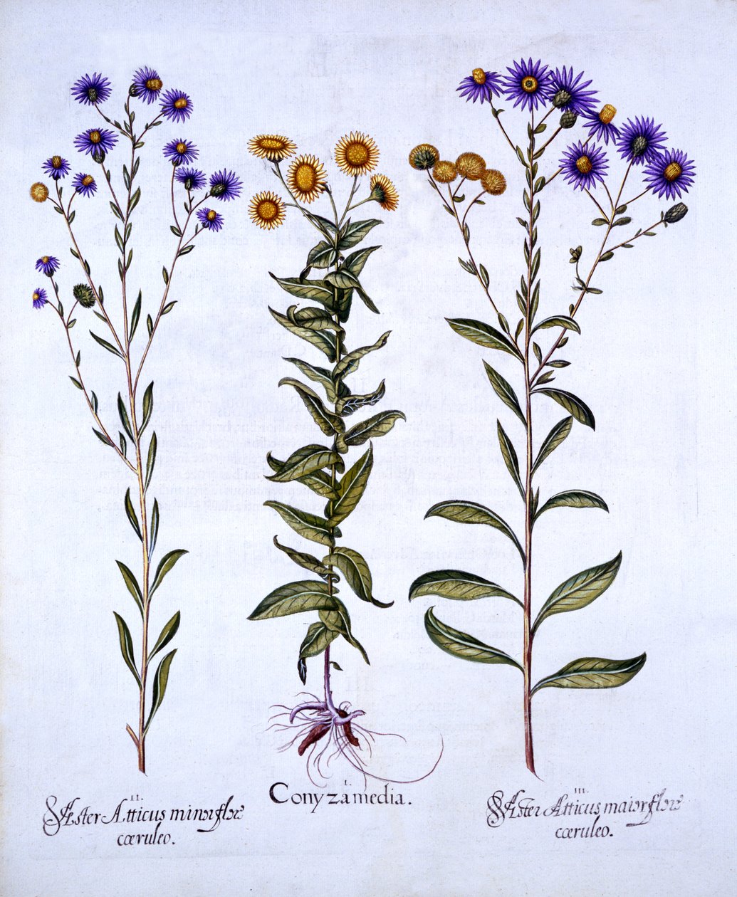 HorseweedButterweedFleabane ve Avrupa Michaelmas Papatyaları, Hortus Eystettensis