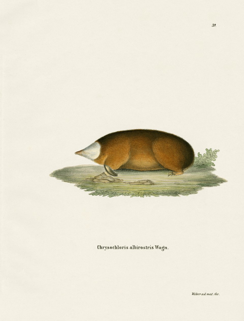 Hottentot Golden Mole (renkli gravür) by German School