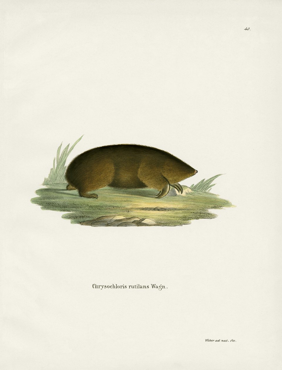 Hottentot Golden Mole (renkli gravür) by German School