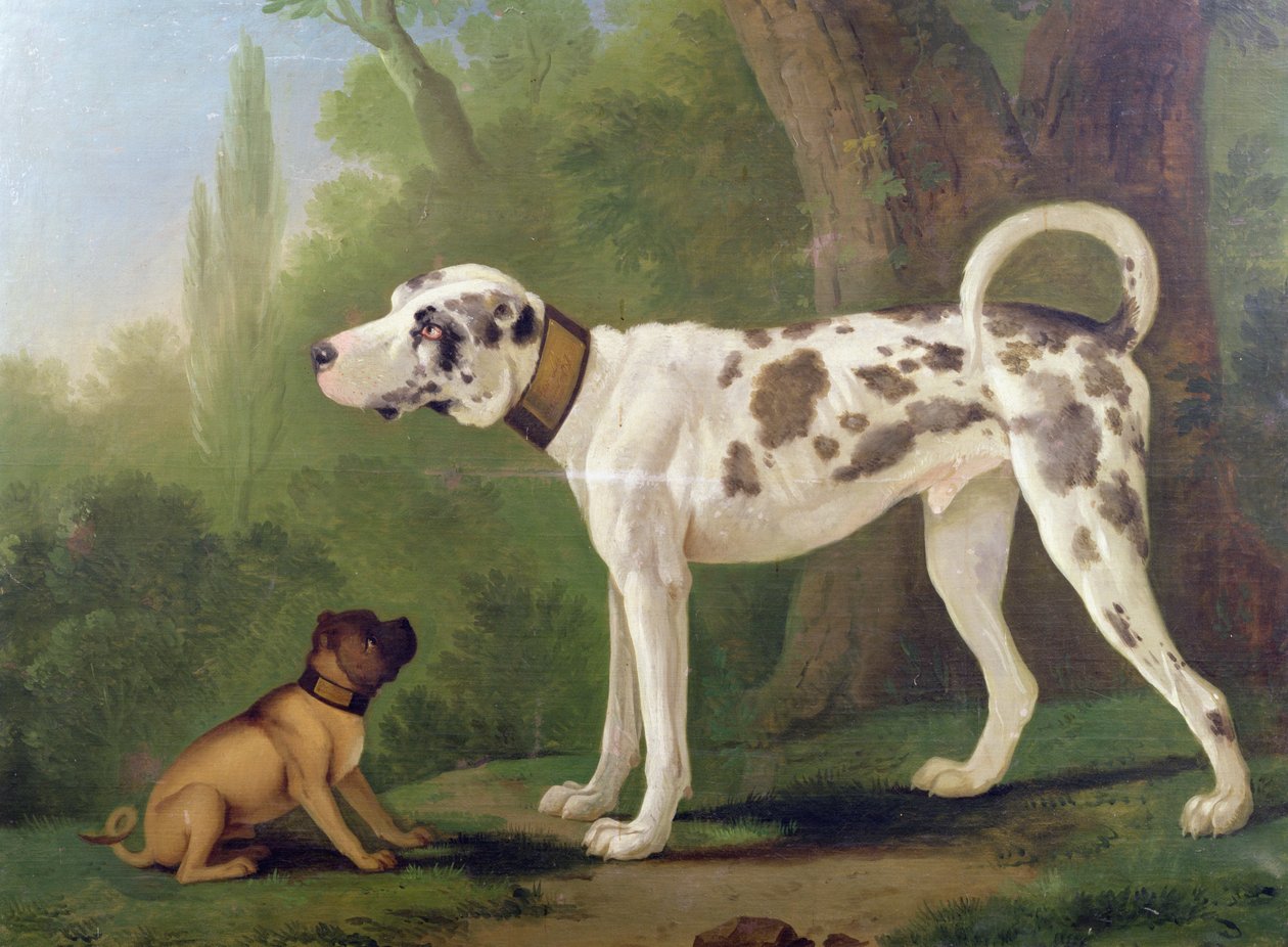 Tazı ve Teriyer by German School