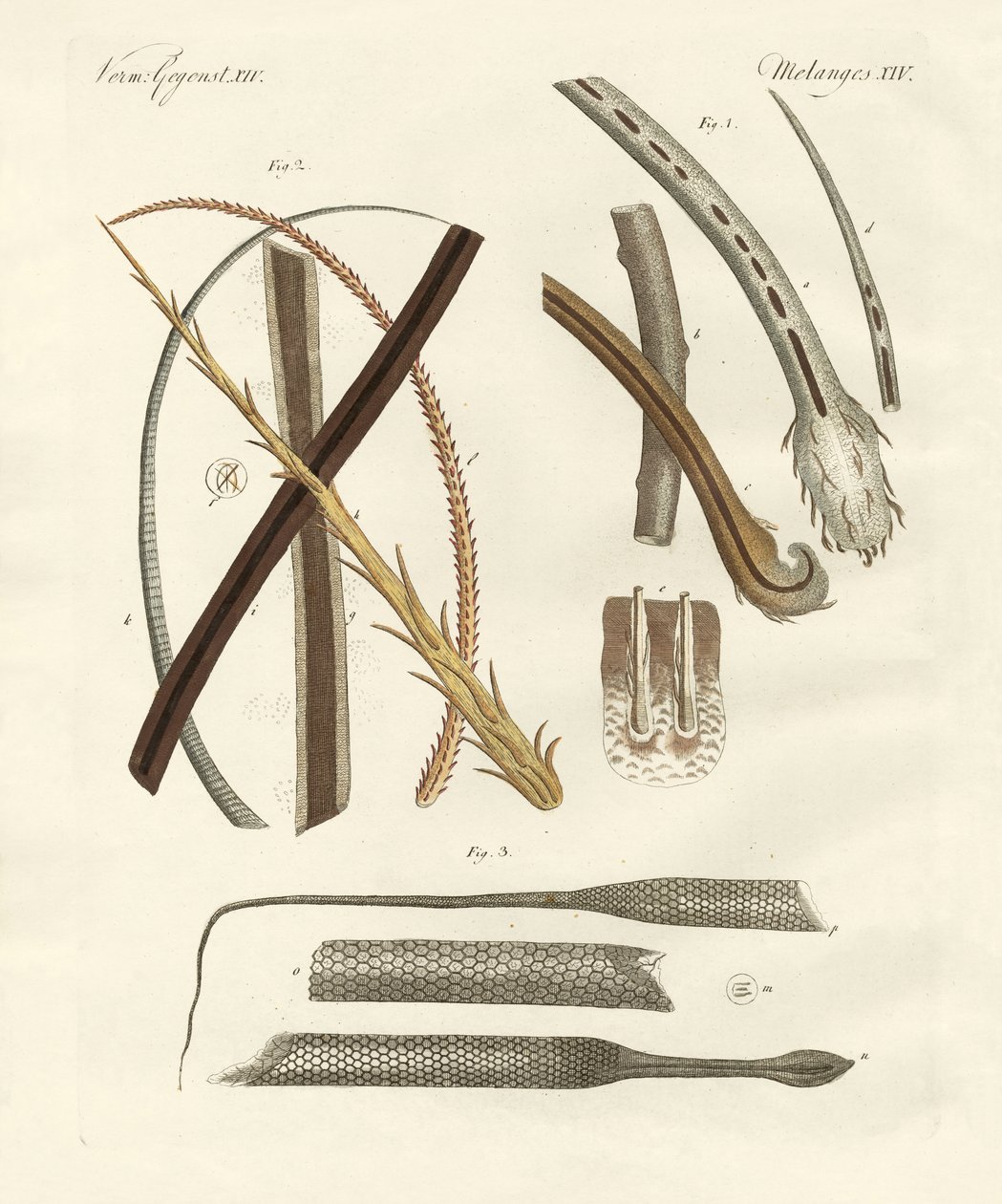 İnsan ve hayvan kılları by German School