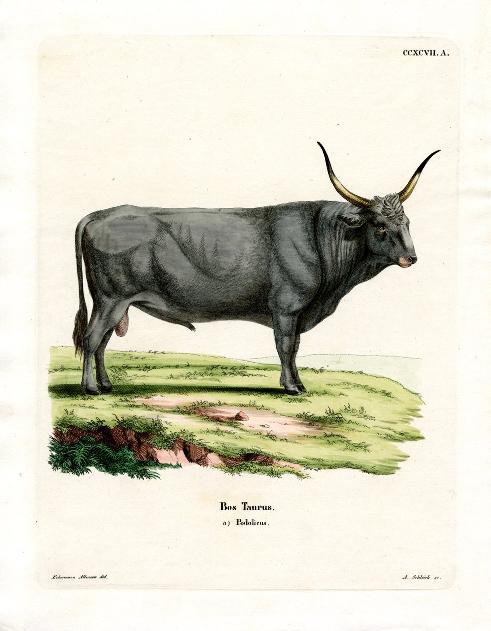 Macar Bozkır Sığırı (renkli gravür) by German School