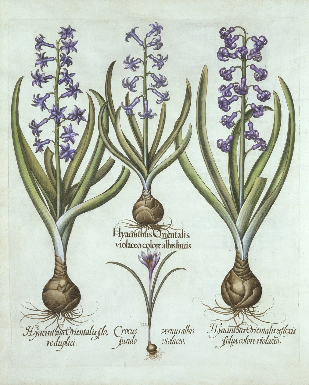 Hortus Eystettensis