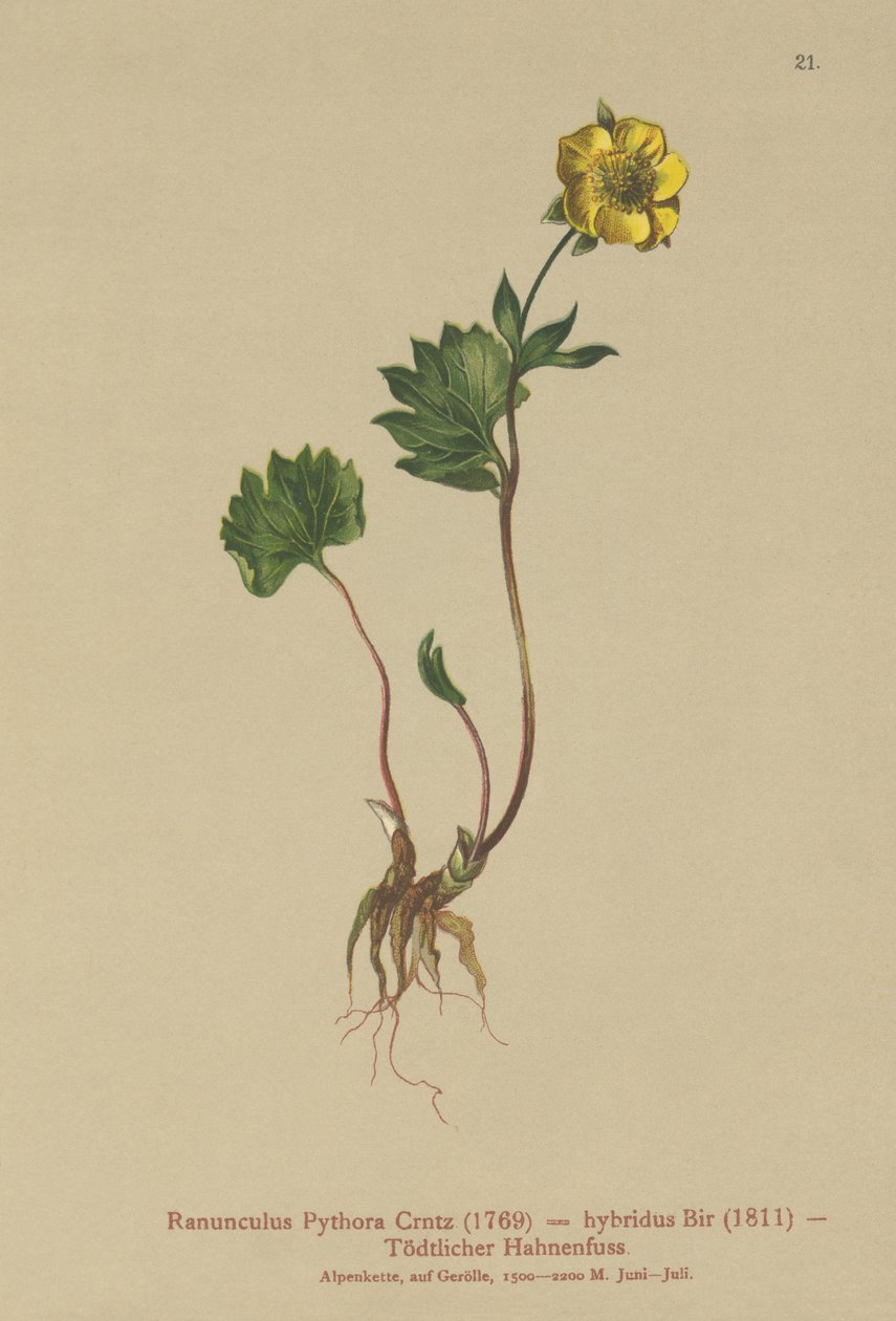 Hibrit Düğün Çiçeği (Ranunculus Pythora, Ranunculus hybridus) by German School