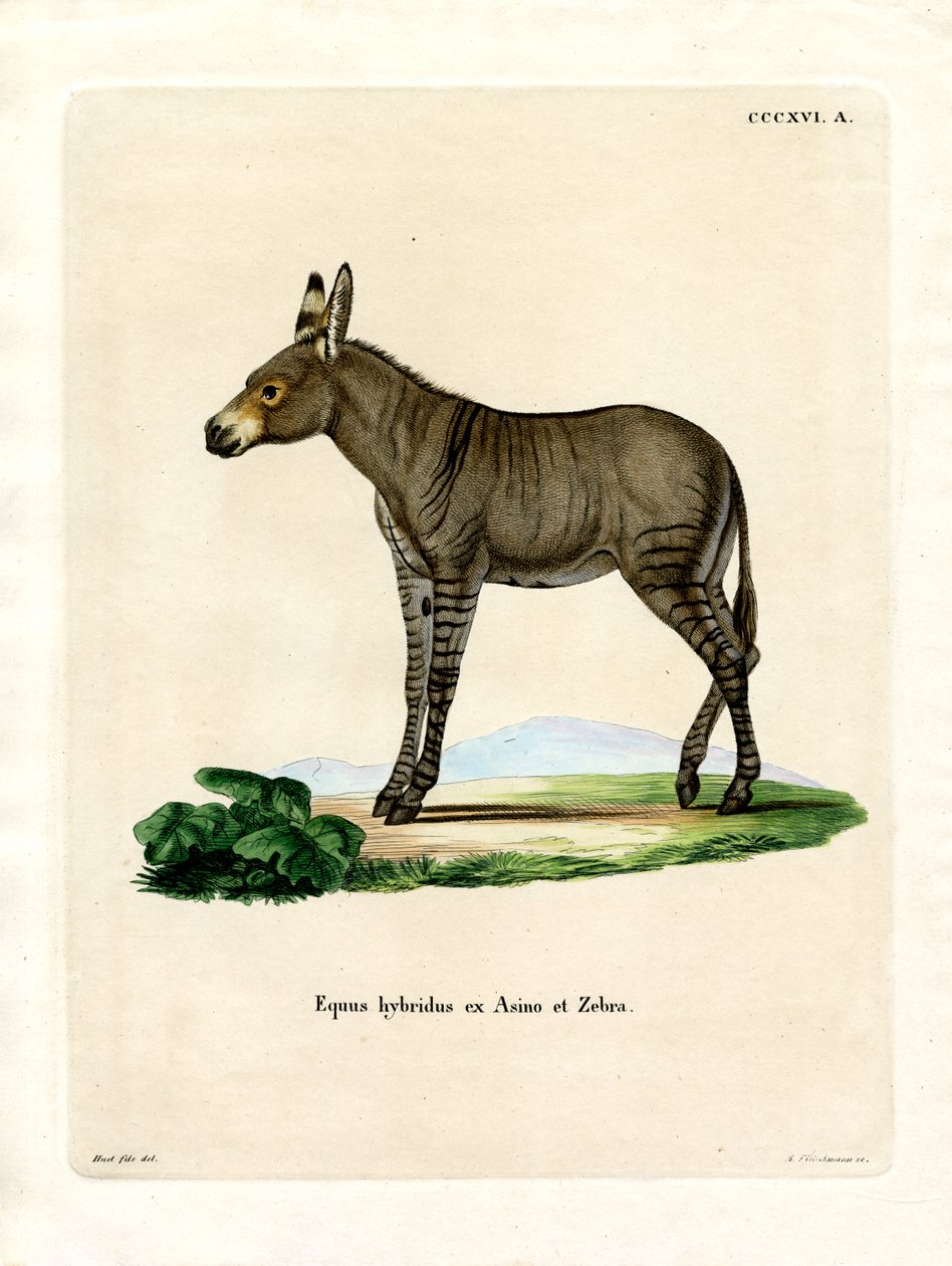 Hibrit Zebra (renkli gravür) by German School