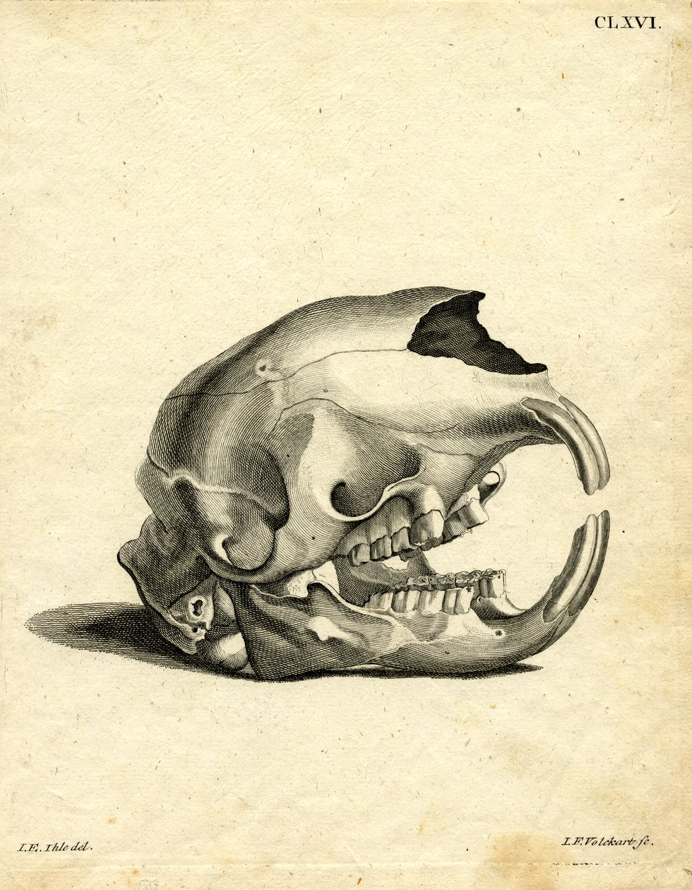 Hyrax Skull (renkli gravür) by German School