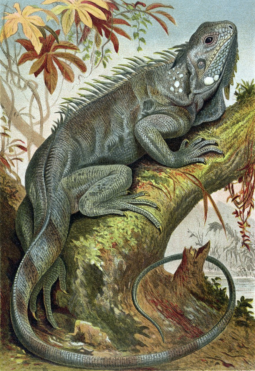 İguana, Brehms Tierleben> Allgemeine Kunde des Tierreichs