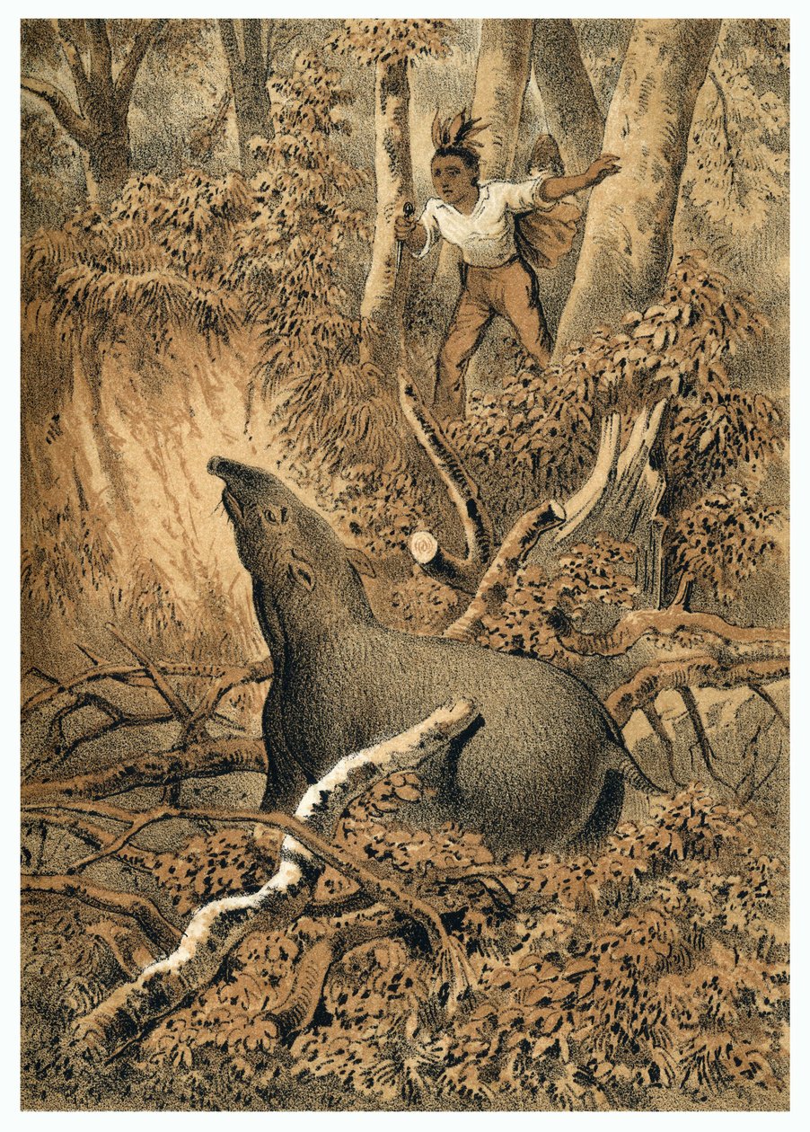 İllüstrasyon, Amazon ormanlarında Hintli tapir avı. “” De Bootslieden der Amazon-River”da, Karl Muller, Hollanda by German School