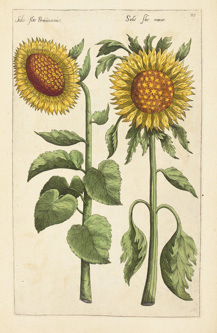 "Florilegium